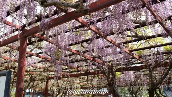 伊予市 伊豫稲荷神社の藤棚を見上げた様子 - ゆりママんブログ 伊予市 伊豫稲荷神社の藤棚を見上げた様子