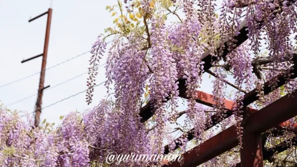 伊予市 伊豫稲荷神社の藤の花 - ゆりママんブログ 伊予市 伊豫稲荷神社の藤の花