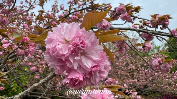 松山総合公園の八重桜とツツジの開花状況（2026年4月14日撮影）2