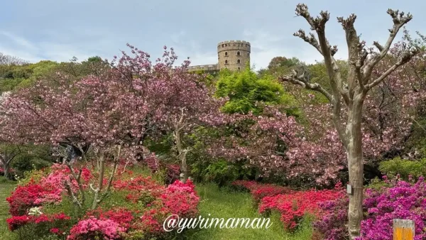 松山総合公園の八重桜とツツジの開花状況（2026年4月14日撮影）4