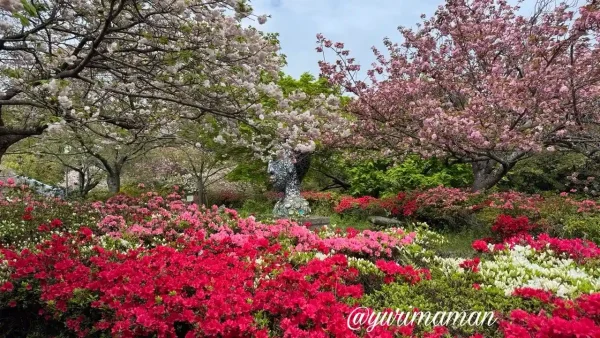 松山総合公園の八重桜とツツジの開花状況（2026年4月14日撮影）3