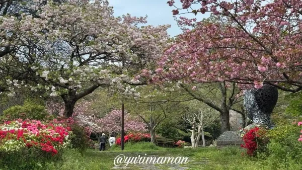 松山総合公園の八重桜とツツジの開花状況（2026年4月14日撮影）1