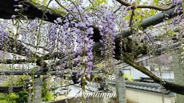 大熊寺の藤の花 咲き始めの様子 房が垂れ始めた状態（今治市）