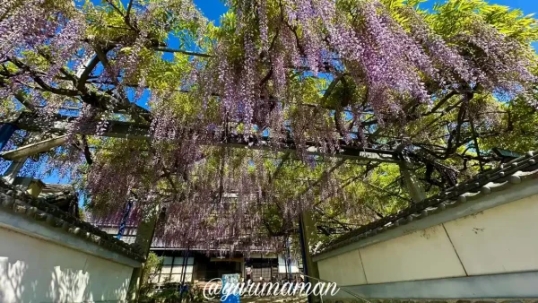 藤棚の下から見上げた藤の花 大熊寺(今治市)の絶景スポット - ゆりママんブログ 藤棚の下から見上げた藤の花 大熊寺(今治市)の絶景スポット