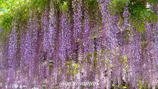 大熊寺の藤の花 房が垂れ下がる様子 今治市の藤棚スポット1 - ゆりママんブログ 大熊寺の藤の花 房が垂れ下がる様子 今治市の藤棚スポット1