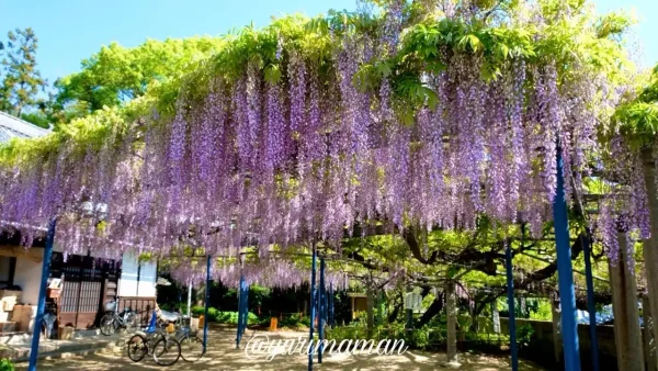大熊寺の藤の花 今治市の藤棚スポット1 - ゆりママんブログ 大熊寺の藤の花 今治市の藤棚スポット1