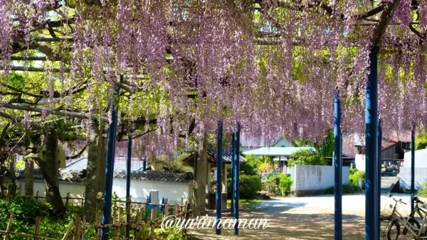 大熊寺の藤の花 房が垂れ下がる様子 今治市の藤棚スポット3 - ゆりママんブログ 大熊寺の藤の花 房が垂れ下がる様子 今治市の藤棚スポット3
