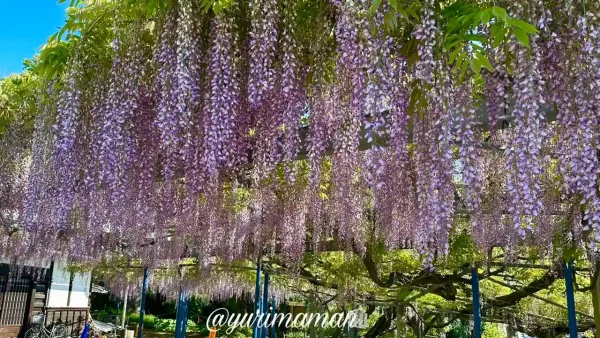 藤棚の下から見上げた藤の花 大熊寺(今治市)の絶景スポット4 - ゆりママんブログ 藤棚の下から見上げた藤の花 大熊寺(今治市)の絶景スポット4