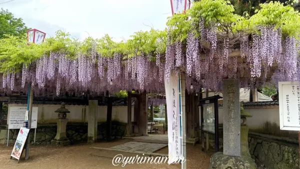 西条市 観音堂（禎祥寺）の藤棚入口 2026年4月24日 満開の様子