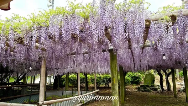 西条市の藤の花スポット 観音堂の藤棚が満開 2026年4月24日