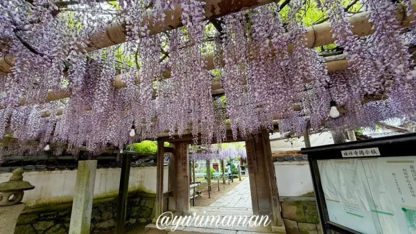 観音堂（禎祥寺）の藤棚の下の様子 満開の藤の花 2026年4月24日