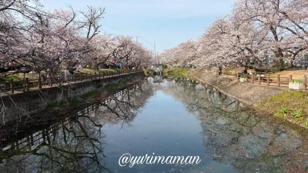 西条市 ひょうたん池の桜と水面に映るリフレクション（2026年4月3日）