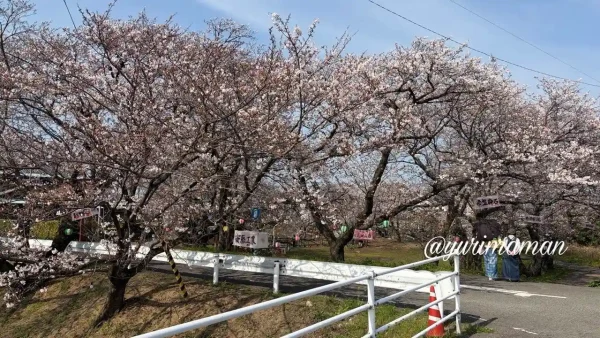 西条市 ひょうたん池の桜並木とお花見の様子（2026年4月3日）