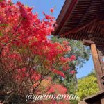 西条市丹原町 高知八幡神社 つつじが岡 赤いツツジの絶景