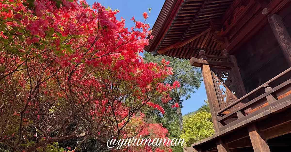西条市丹原町 高知八幡神社 つつじが岡 赤いツツジの絶景