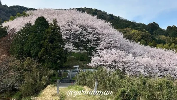 西条市熊野神社の陽春桜が満開 桜ドームの全景 2026年4月3日 - ゆりママんブログ 西条市熊野神社の陽春桜が満開 桜ドームの全景 2026年4月3日
