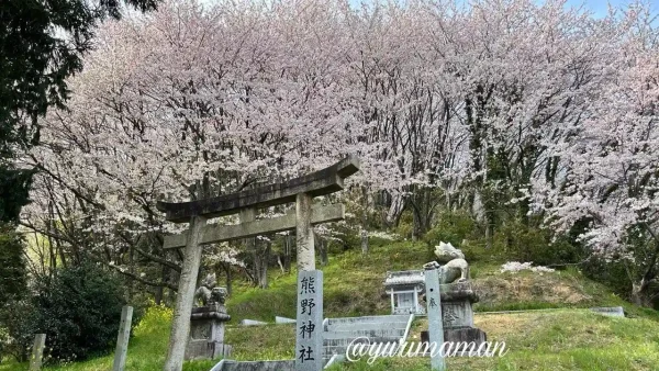 熊野神社の鳥居と満開の陽春桜 桜ドームの景色 2026年4月3日 - ゆりママんブログ 熊野神社の鳥居と満開の陽春桜 桜ドームの景色 2026年4月3日