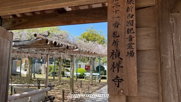 西条市 禎祥寺（観音堂）の藤棚入口と咲き始めの藤の花（2026年4月16日）