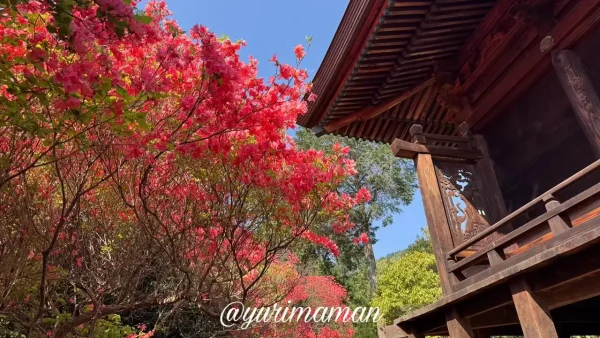 つつじが岡 赤いツツジの花 西条市丹原町 高知八幡神社 - ゆりママんブログ つつじが岡 赤いツツジの花 西条市丹原町 高知八幡神社