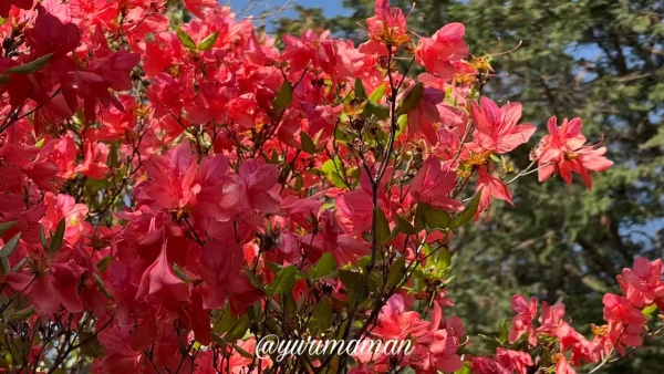 西条市丹原町 高知八幡神社 つつじが岡 赤つつじ - ゆりママんブログ 西条市丹原町 高知八幡神社 つつじが岡 赤つつじ