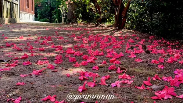 つつじが岡 散ったツツジの花が地面を覆う様子 - ゆりママんブログ つつじが岡 散ったツツジの花が地面を覆う様子