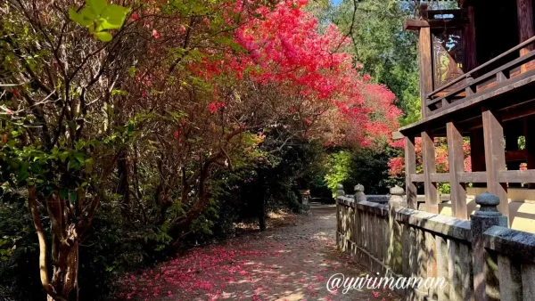 西条市 つつじが岡 ツツジのトンネル風景 - ゆりママんブログ 西条市 つつじが岡 ツツジのトンネル風景