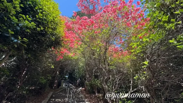 西条市丹原町 高知八幡神社 つつじが岡 境内へつながる階段 - ゆりママんブログ 西条市丹原町 高知八幡神社 つつじが岡 境内へつながる階段