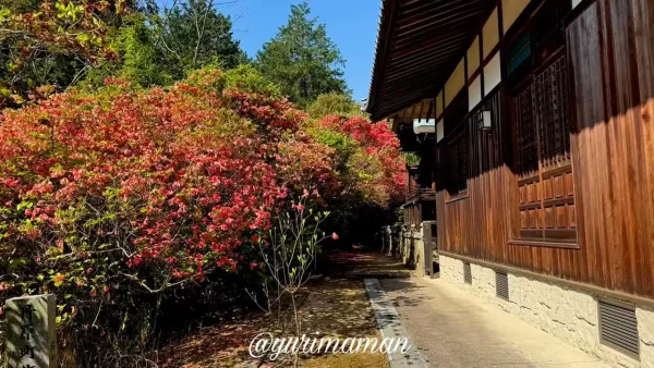 西条市 つつじが岡 ツツジのトンネルの入り口 - ゆりママんブログ 西条市 つつじが岡 ツツジのトンネルの入り口