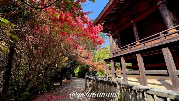 西条市 つつじが岡 ツツジのトンネル風景2 - ゆりママんブログ 西条市 つつじが岡 ツツジのトンネル風景2