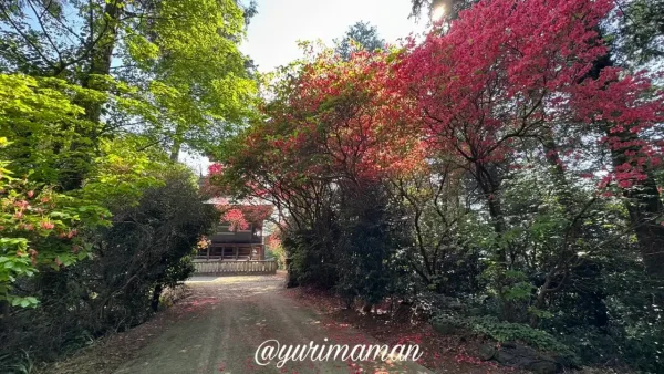 西条市 つつじが岡 ツツジのトンネル風景3 - ゆりママんブログ 西条市 つつじが岡 ツツジのトンネル風景3