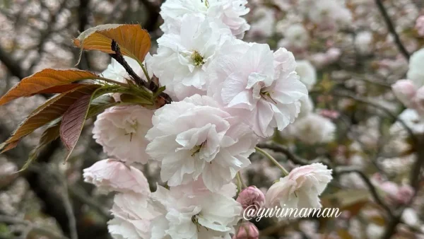 西条市 船屋乙緑化地帯 八重桜の花 白とピンクのアップ