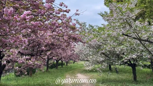 西条市 船屋乙緑化地帯の八重桜 満開の桜トンネル（2026年4月14日）