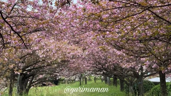 西条市 八重桜スポット 船屋乙緑化地帯 ピンクの桜トンネル