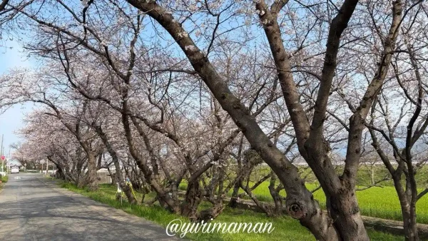 西条市 吉田桜並木の満開の桜並木と道路沿いの風景（2026年4月3日）