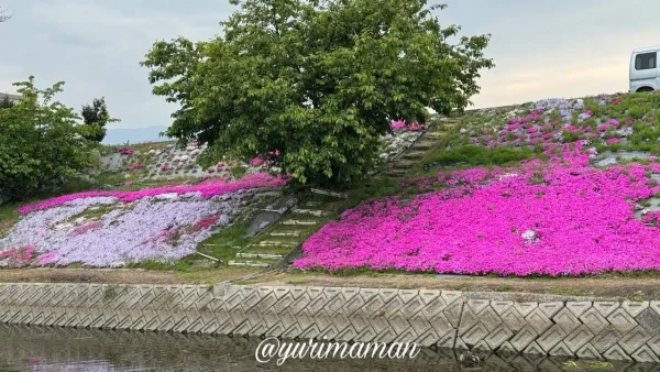 禎瑞の芝桜と中山川のリフレクション風景（西条市）