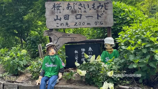 あじさいロード山田に登場した（2026年）1