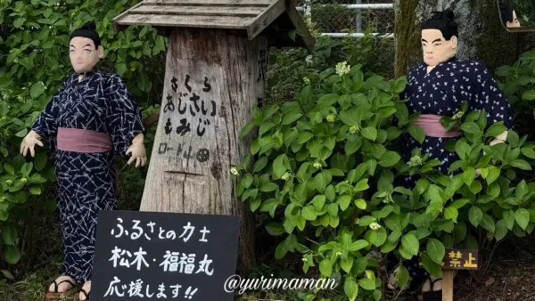 あじさいロード山田で展示されている新居浜出身力士のかかし2