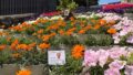 全国植樹祭を前に花で彩られた道後・湯神社の石段とお迎えムード