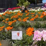 全国植樹祭を前に花で彩られた道後・湯神社の石段とお迎えムード