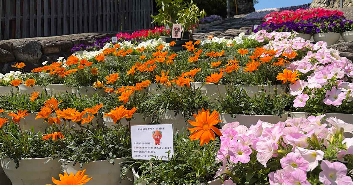全国植樹祭を前に花で彩られた道後・湯神社の石段とお迎えムード