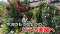今治市グラッチャーノのバラガーデン｜白バラとベンチが美しい春のフォトスポット（2026年5月）