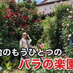 今治市グラッチャーノのバラガーデン｜白バラとベンチが美しい春のフォトスポット（2026年5月）