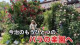 今治市グラッチャーノのバラガーデン｜白バラとベンチが美しい春のフォトスポット（2026年5月）