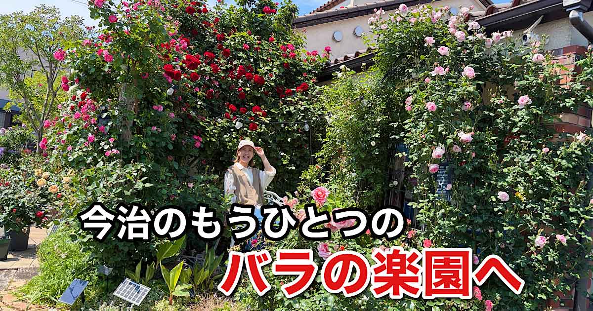 今治市グラッチャーノのバラガーデン｜白バラとベンチが美しい春のフォトスポット（2026年5月）