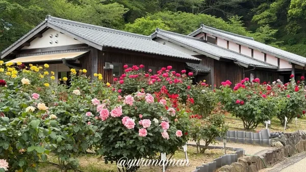 見頃を迎えたかわら館バラ園の園内風景｜今治市の人気バラスポット