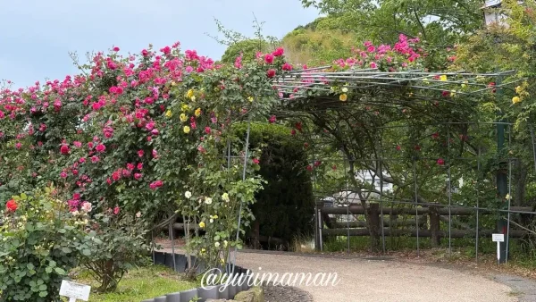 かわら館バラ園の満開のバラアーチ｜今治市・2026年5月14日撮影