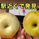 下灘駅近くの下灘住宅で販売されているOhisama Bagel