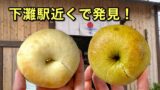 下灘駅近くの下灘住宅で販売されているOhisama Bagel