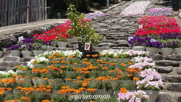 道後湯神社の石段に並べられた色鮮やかな花壇 - ゆりママんブログ 道後湯神社の石段に並べられた色鮮やかな花壇