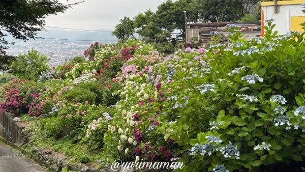 見頃を迎えたあじさいロード山田のあじさい群生